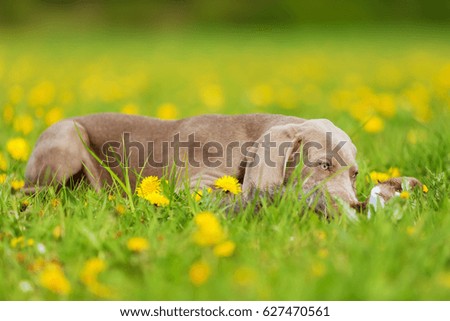 picture of a cute Weimaraner puppy in a dandelion meadow