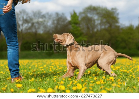 picture of a woman with a Weimaraner dog in the meadow