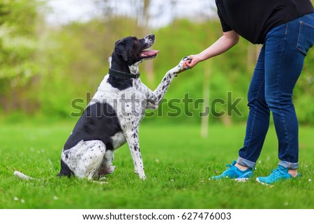 mixed breed dog gives a woman the paw Royalty-Free Stock Photo #627476003