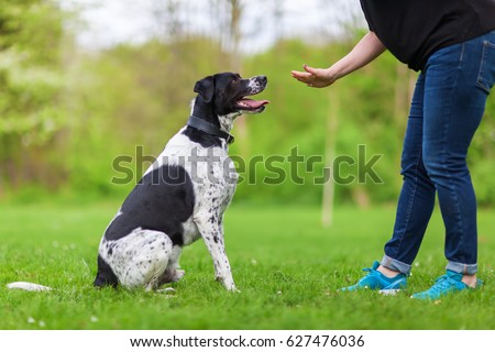 woman gives a command to her mixed breed dog Royalty-Free Stock Photo #627476036