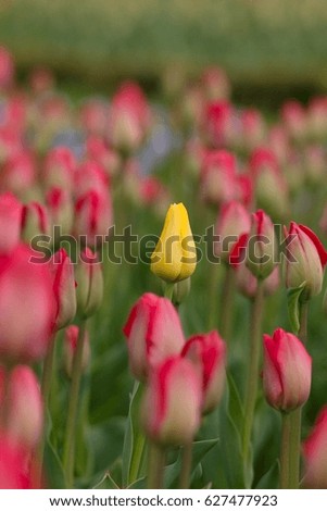 Red and yellow Tulip from Holland on spring background.