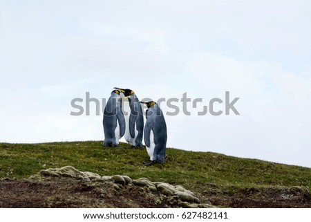 Three King Penguins walk up a hill in the Falklands.