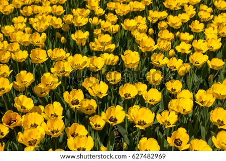 Yellow tulips blossoms in park in Almaty, Kazakhstan. Spring background.
