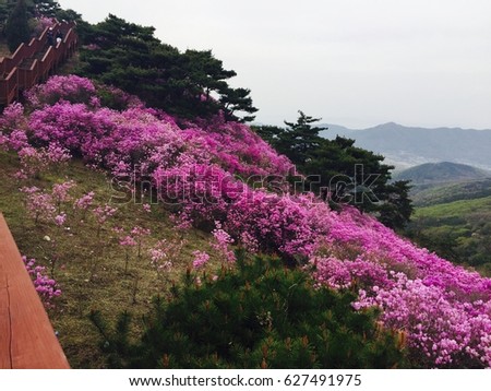 Azalea blossoms in a mountain