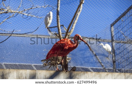 Scarlet Ibis in captivity