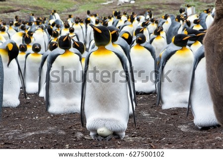 An adult King Penguin incubates an egg within it's breeding colony.