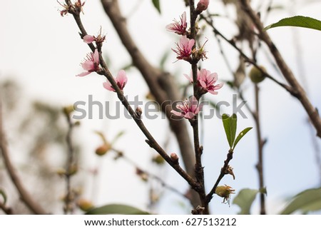 Peach flower blooming in the garden, closeup of photo