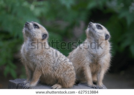 Two spermophilus (Citellus) in the zoo