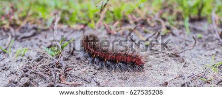 Fluffy caterpillar crawls on the ground among the grass.