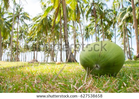 Immature coconut close-up on earth