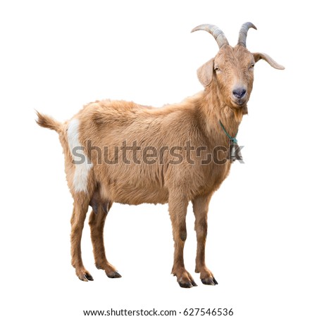 Adult red goat with horns and milk udder. Isolated Royalty-Free Stock Photo #627546536