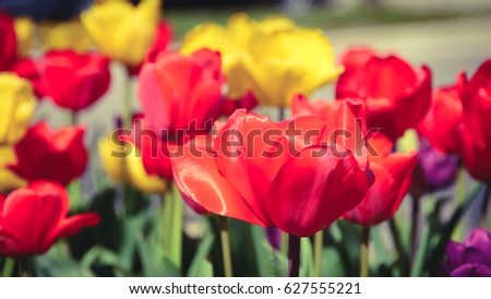 Beautiful tulip flowers in the park / Vintage style
