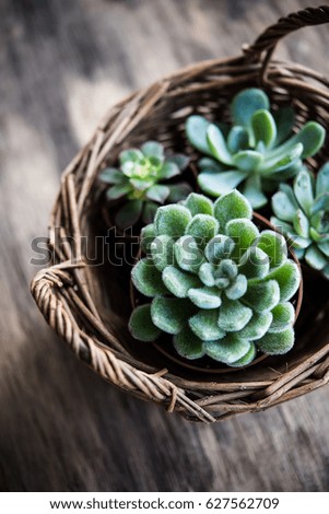 Green house plants potted, succulents in a basket
