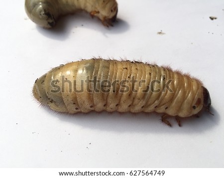 siamese  rhinoceros beetle