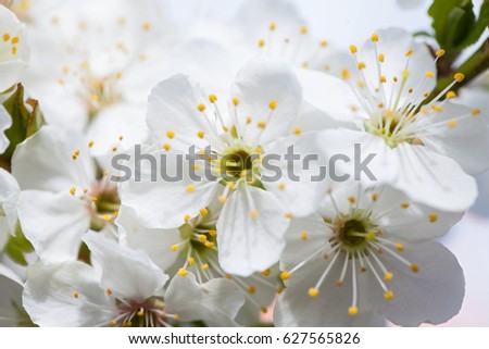Close up picture of beautiful spring blossom - blooming apple trees in the garden outdoor