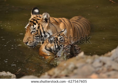 Tiger female and her cub with playing in the watter/wild animals in the nature habitat/wild india/tigers love watter play