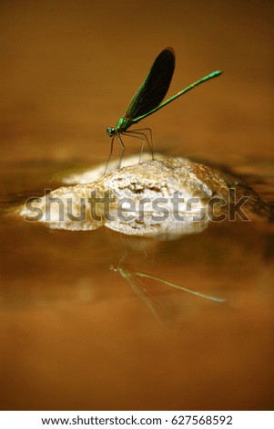  Reflection of Green-winged Demoiselle, Thailand