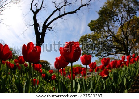 Tulip. Beautiful bouquet of tulips. colorful tulips. tulips in spring, colourful tulip