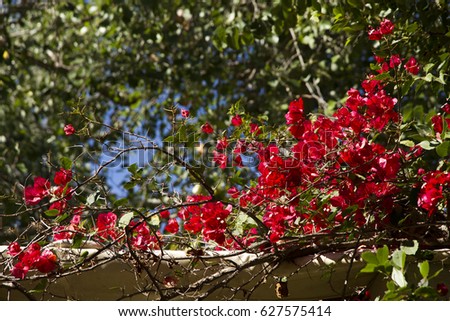 Red greek flowers