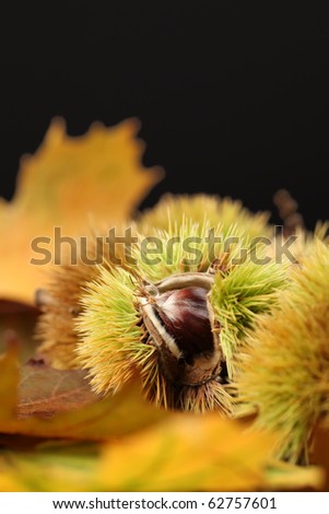 Close-up of edible sweet chestnuts. Shallow dof