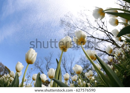 Tulip. Beautiful bouquet of tulips. colorful tulips. tulips in spring, colourful tulip