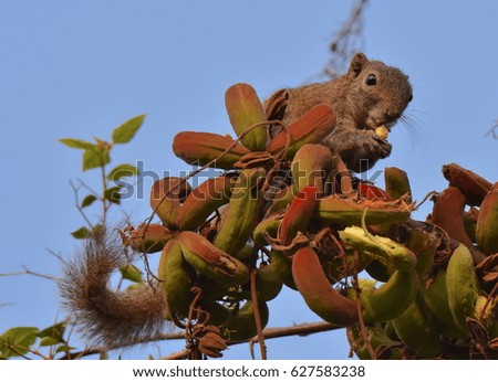 Cool squirrel eating food on top of tree