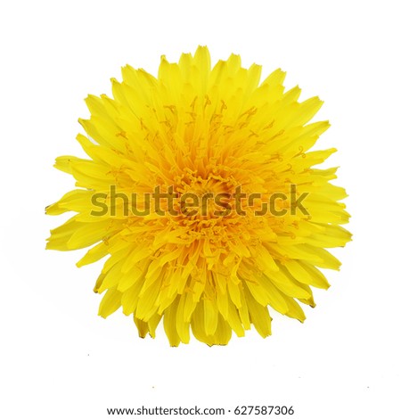 Single yellow dandelion flower head isolated on white