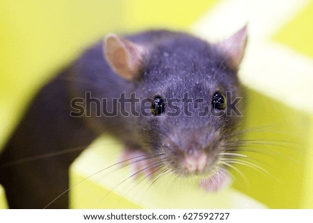 Gray decorative rat in a logical labyrinth when studying the reflexes and way of thinking of an animal