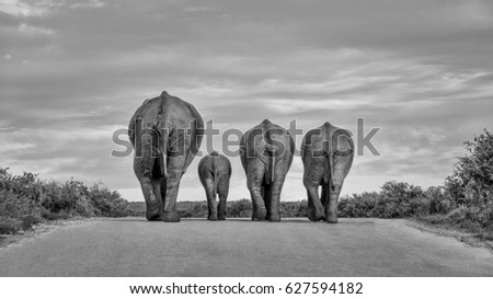 A family of Elephants wanders down a road at the end of the day