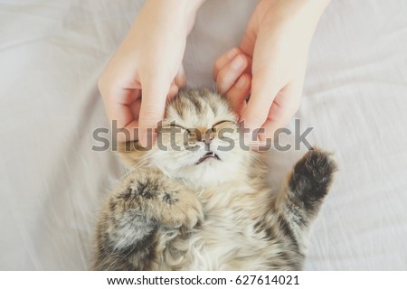 woman hand petting or massage a Persian kitty cat head, love to animals. vintage photo and film style.