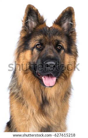German Shepherd dog head laughing, chuckling tongue out