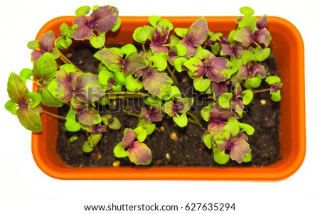 Purple Dark Opal Basil. Young seedling. Flat layout