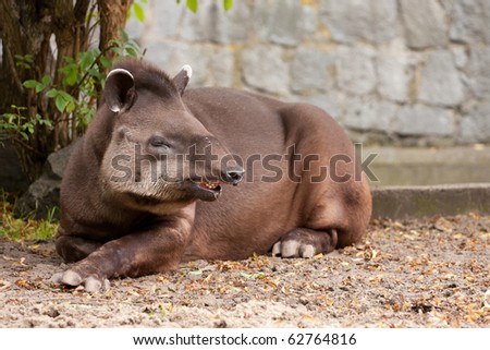 wild tapir lying on the ground