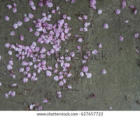 Asphalt and pink flower petals