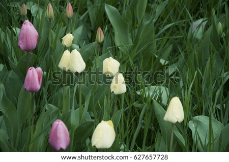 Tulips in the grass