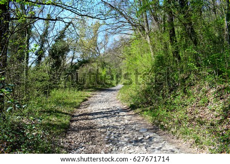 Hiking Path in the Woods III