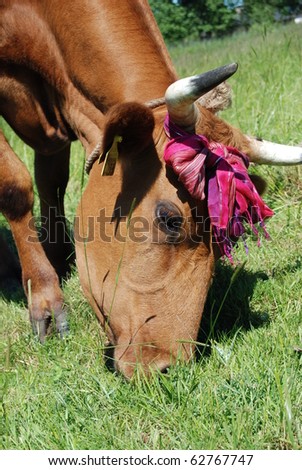 A funny picture of the cow with a scarf on its head