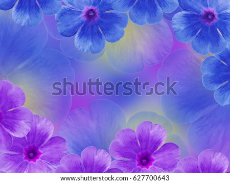 Blue purple  violets flowers. Garden flowers.  Closeup.  For designers, For background.  Nature.
