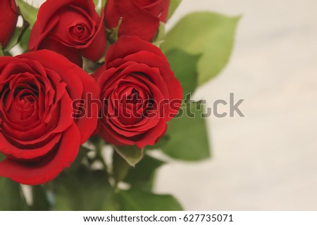 Red roses with green leaves on light grey background