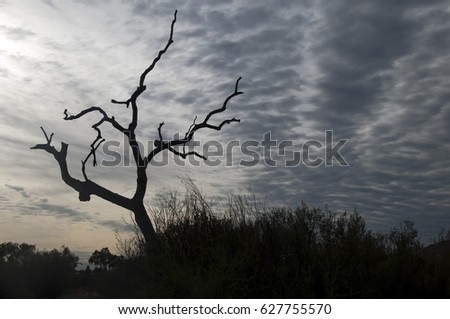 Alice Springs Australia, silhouette of dead tree branches against a cloudy sky