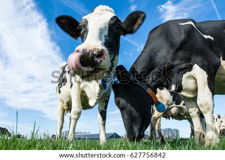 Frisian cows in the meadow
 Royalty-Free Stock Photo #627756842