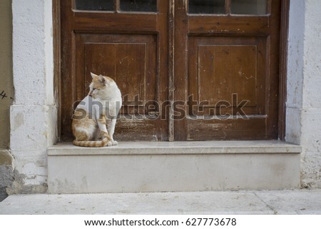 Lazy cat sitting near a door