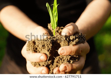 Hands hold a young plant. Concept of ecology
