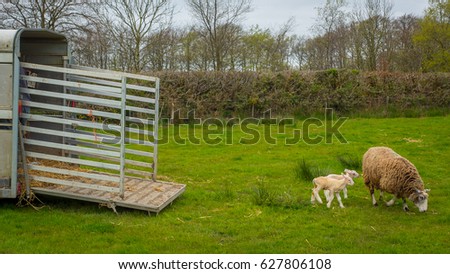 Sheep with lambs leaving trailer into green fields