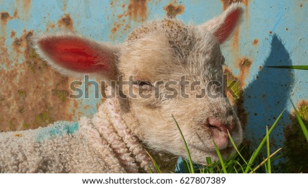 baby lamb lying in fresh grass enjoying the sun