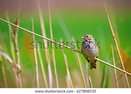 Cute bird and colorful nature background.
Corn Bunting
