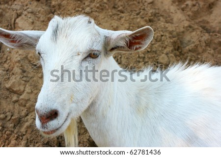 She-goat portrait