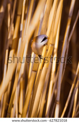 Cute bird and dry yellow reeds. Yellow nature background
Bearded Reedling 