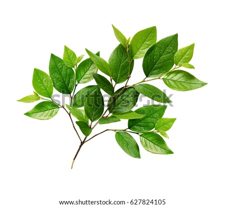 Green leaves on branch isolated on white Royalty-Free Stock Photo #627824105