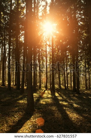 Forest with sunlight rays through trees. Fantasy magic forest background.